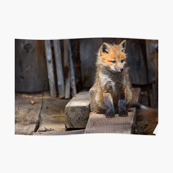 Little Buddy Poster