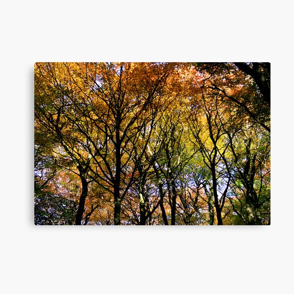 Tree Canopy, Ness Woods. Canvas Print