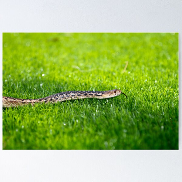 Artikelvorschau, Snake in the Grass entworfen und verkauft von Robby Ticknor.