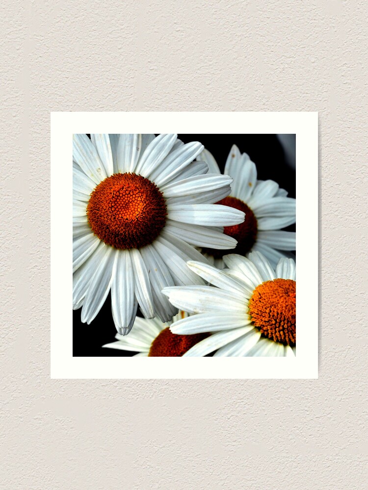 Art Print Daisies Abstract by ARTbyJWP | Redbubble