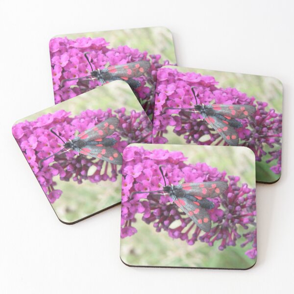 Item preview, Six Spot Burnet Moth on Purple Buddleia Photograph designed and sold by naturegallery.