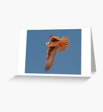 Prairie Falcon Greeting Card