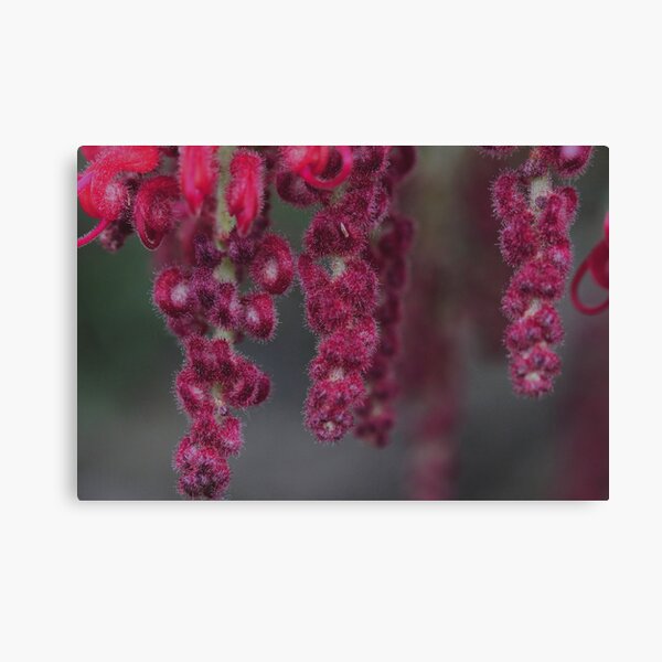 Item preview, Grevillea maxwellii designed and sold by andrachne.