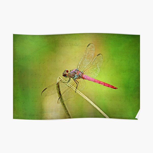 Dance of the Dragonfly Poster