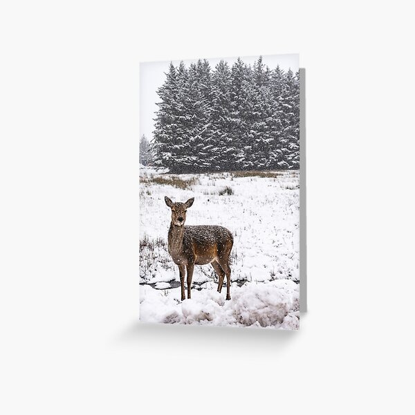 Scottish Snow Doe Greeting Card