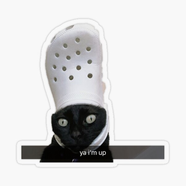 Cat crocs : r/blackcats