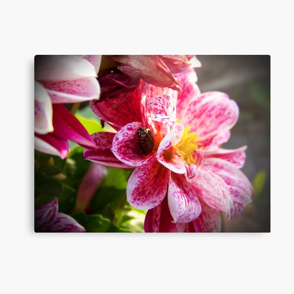 Regalos y productos: Amaryllis Dobles | Redbubble