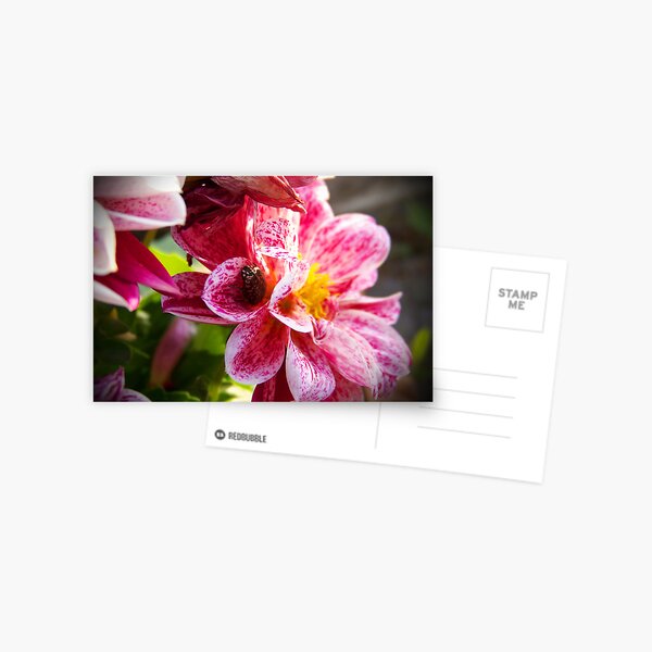 Regalos y productos: Amaryllis Mariposa | Redbubble