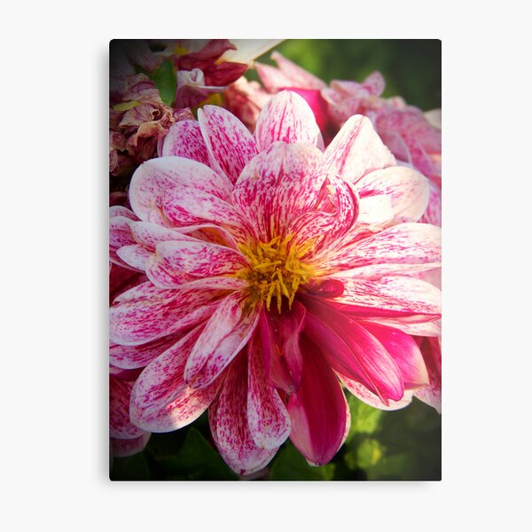 Regalos y productos: Amaryllis Mariposa | Redbubble