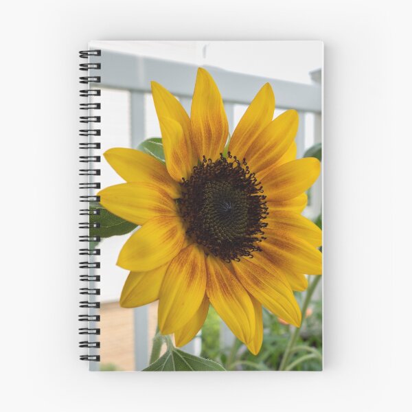 Item preview, Vivid sunflower in pot designed and sold by CSSphotos.