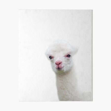 White Baby Alpaca, Llama, Cria Art Board Print
