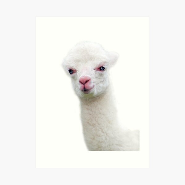 White Baby Alpaca, Llama, Cria Art Print