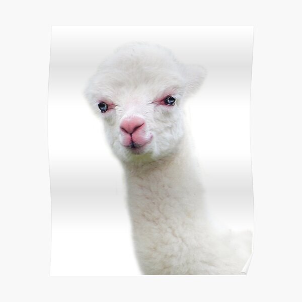 White Baby Alpaca, Llama, Cria Poster