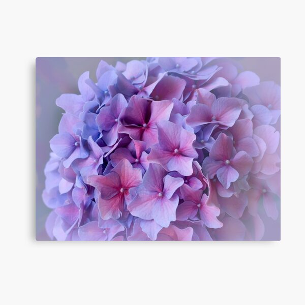 Hydrangea dreams Metal Print