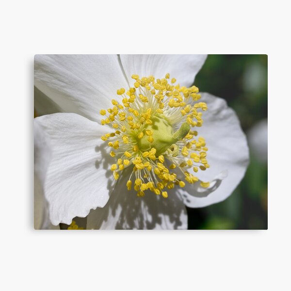 Item preview, Bush anemone designed and sold by Art in Nature.