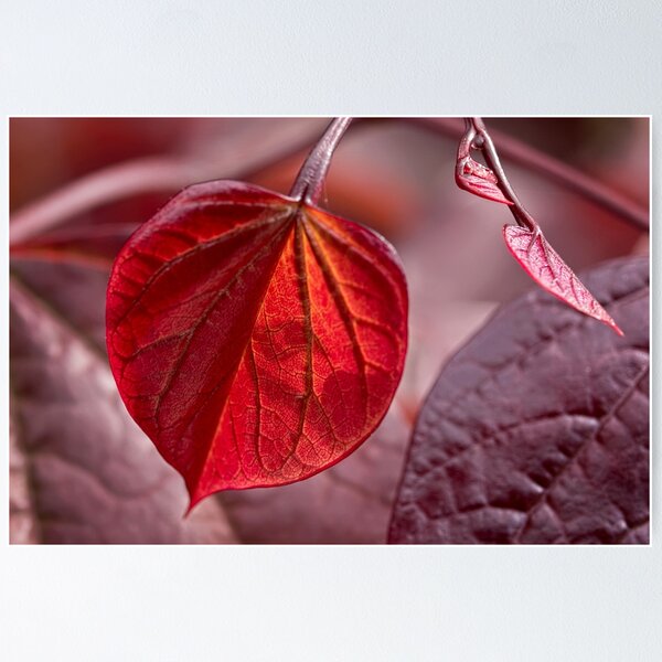 Item preview, Leafing out in red designed and sold by Art in Nature.