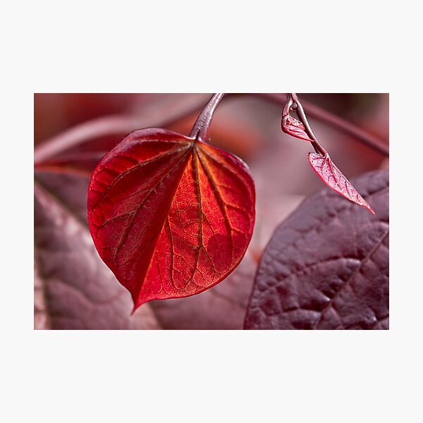 Item preview, Leafing out in red designed and sold by Art in Nature.