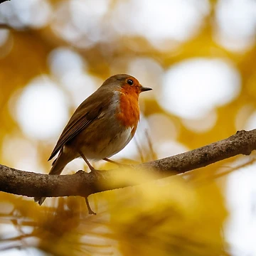 Artwork thumbnail, Robin by Tadas Svetikas