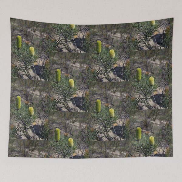 Item preview, Banksia grandis (Bull Banksia) designed and sold by lezvee.