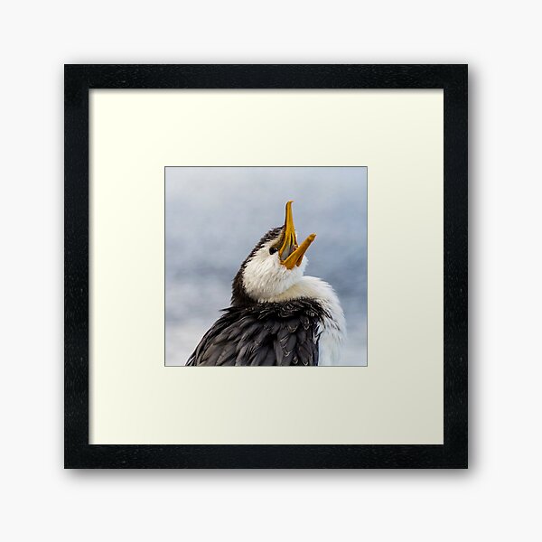 Little pied cormorant  Framed Art Print