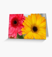 Gerber Daisies ~Pink & Orange Greeting Card