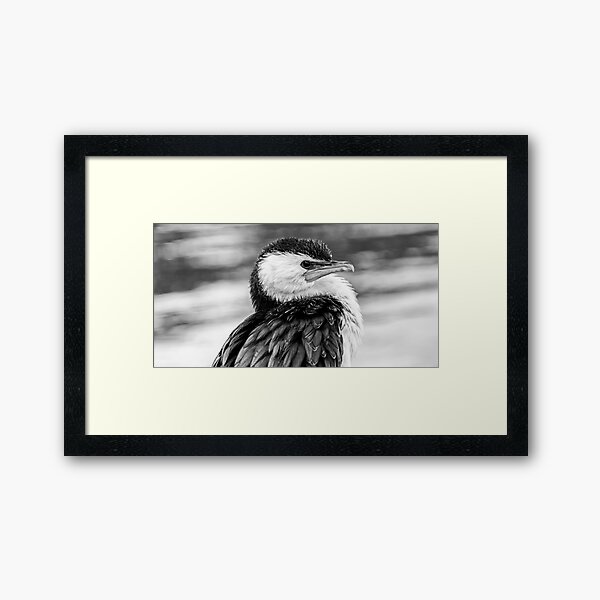 Little pied cormorant Framed Art Print