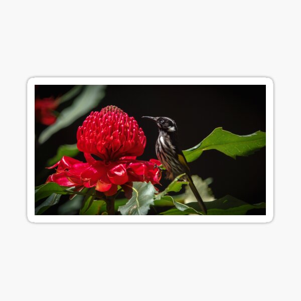 Item preview, New Holland Honeyeater with Waratah Flower designed and sold by theleastone.