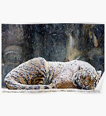 Warm Coat Poster