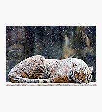 Warm Coat Photographic Print