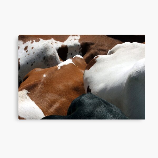 Cows Of All Colors Canvas Print