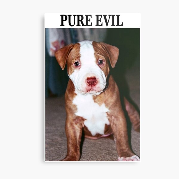 pure black pitbull puppies