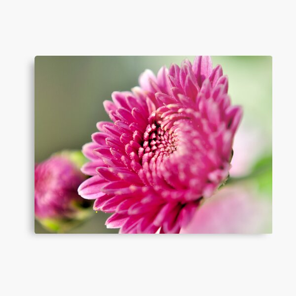 Purple Chrysanthemum Metal Print