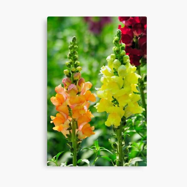 Snapdragon or Antirrhinum Canvas Print