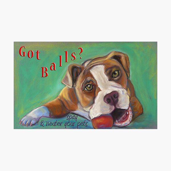 Bulldog - Spay/Neuter Photographic Print