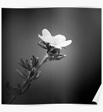BW Flower Poster