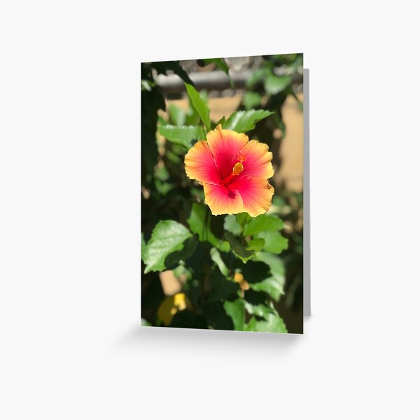 Gumamela Greeting Card