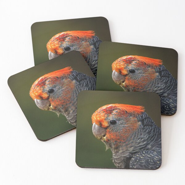 Item preview, Gang-gang Cockatoo, juvenile male. designed and sold by theleastone.
