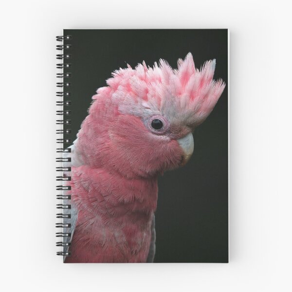 Item preview, Young Galah with crest raised. designed and sold by theleastone.
