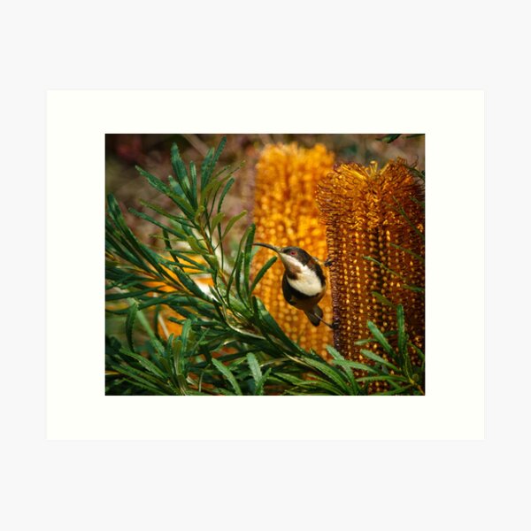 Item preview, Eastern Spinebill with Banksia Flowers designed and sold by theleastone.