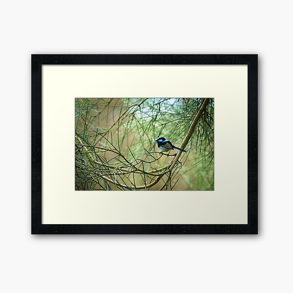 Item preview, Superb Fairy-Wren designed and sold by theleastone.