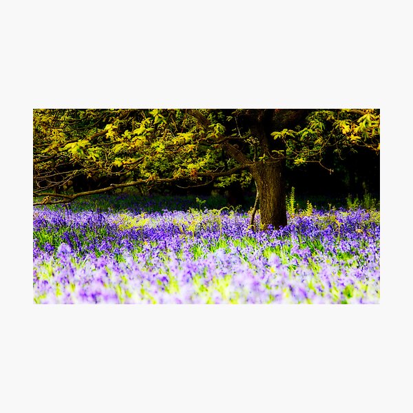 Bluebells (Orton) Photographic Print