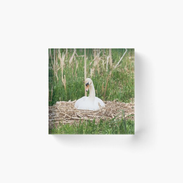 Item preview, Nesting Swan designed and sold by RJBPhotoDesign.