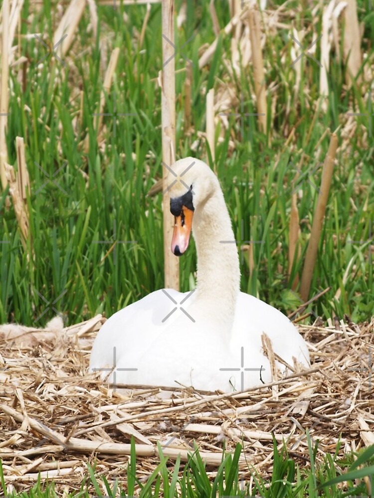 Thumbnail 4 of 4, iPhone Case, Nesting Swan designed and sold by RJBPhotoDesign.