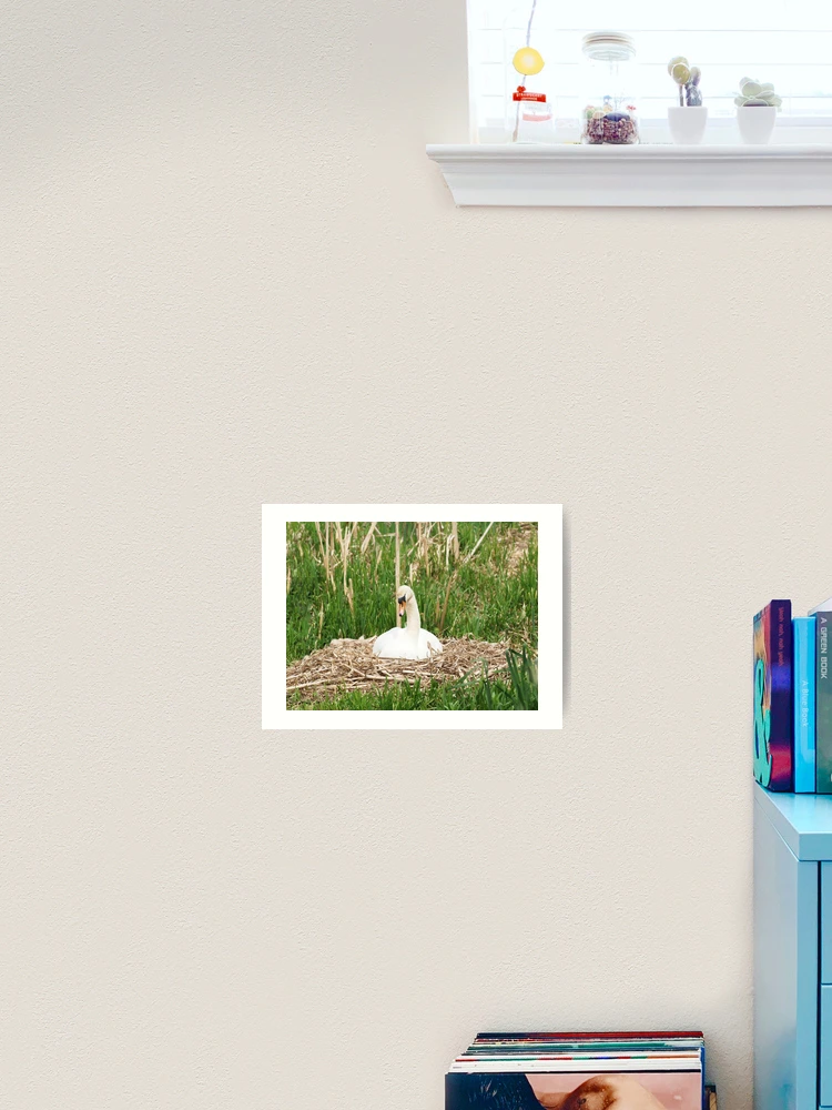 Thumbnail 2 of 3, Art Print, Nesting Swan designed and sold by RJBPhotoDesign.