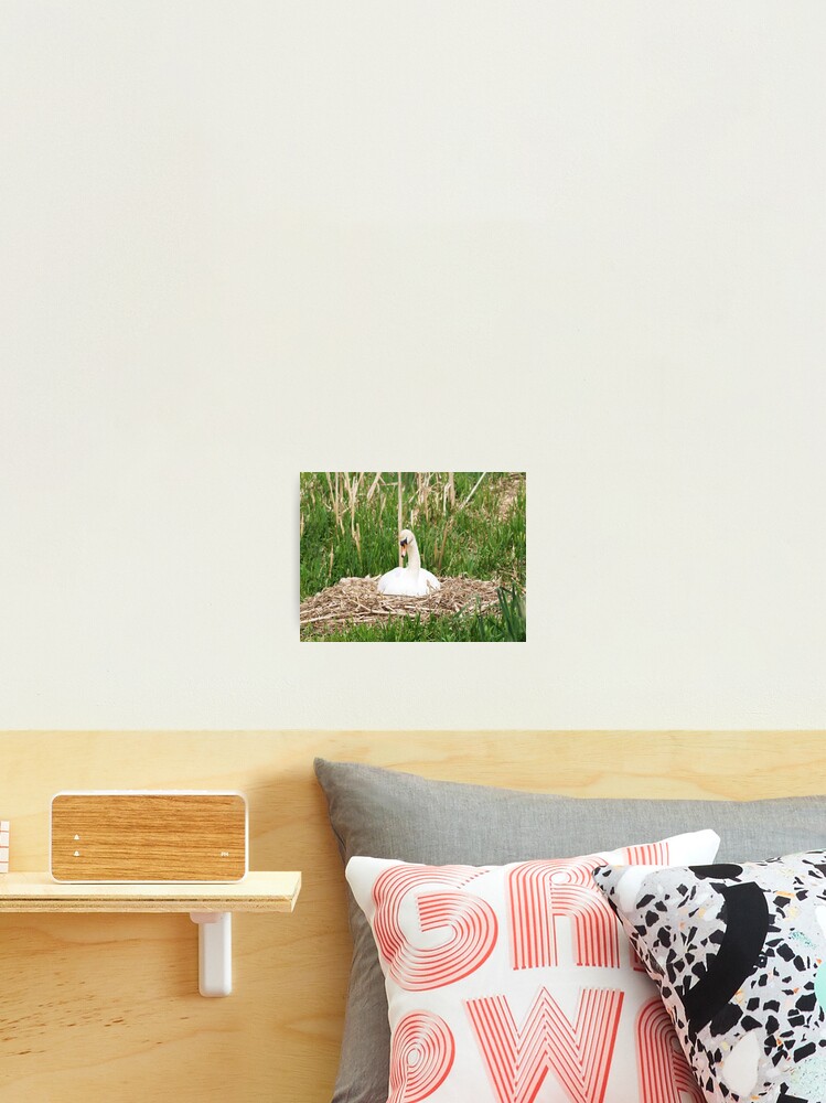 Thumbnail 2 von 3, Fotodruck, Nesting Swan designt und verkauft von RJBPhotoDesign.