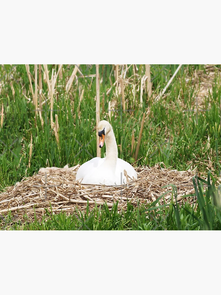 Thumbnail 3 of 3, Art Print, Nesting Swan designed and sold by RJBPhotoDesign.