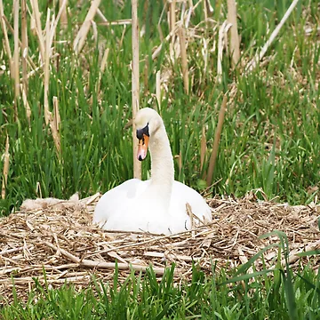 Artwork thumbnail, Nesting Swan by RJBPhotoDesign