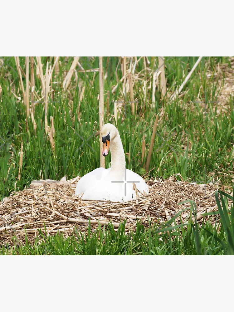 Thumbnail 3 of 3, Tapestry, Nesting Swan designed and sold by RJBPhotoDesign.