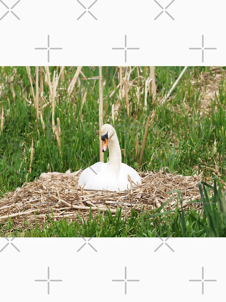 Thumbnail 6 of 6, Pullover Hoodie, Nesting Swan designed and sold by RJBPhotoDesign.
