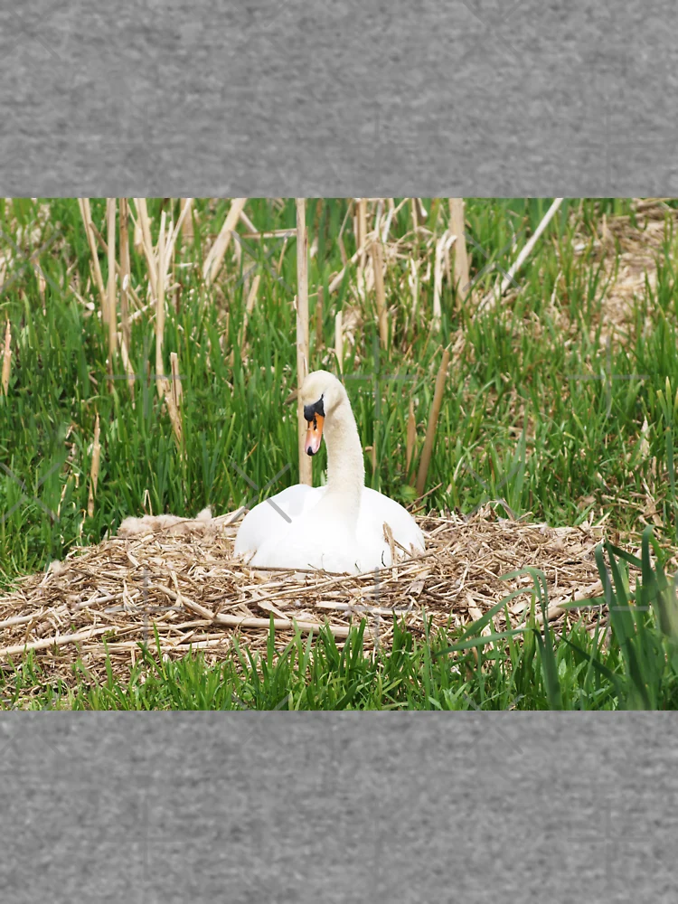 Thumbnail 6 of 6, Lightweight Sweatshirt, Nesting Swan designed and sold by RJBPhotoDesign.